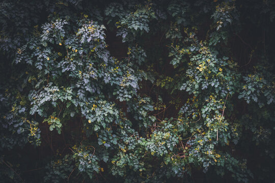 “Cape Honeysuckle” Images – Browse 226 Stock Photos, Vectors, and Video