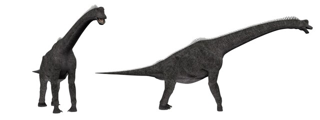 Brachiosaurus. Dinosaur isolate on white