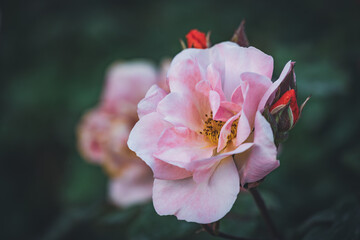 Pale pink rose in bloom