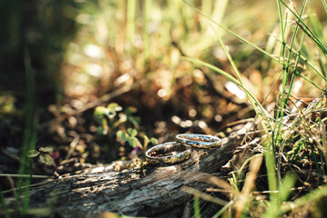 Close up of wedding rings pair laying on old branch of wood in grass. Outdoor background, shallow depth of field. Wedding day concept.