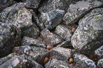 Rocky ground of quartzite stones