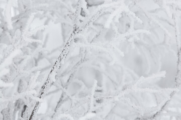 Snow and rime ice on the branches of bushes. Beautiful winter background with trees covered with...