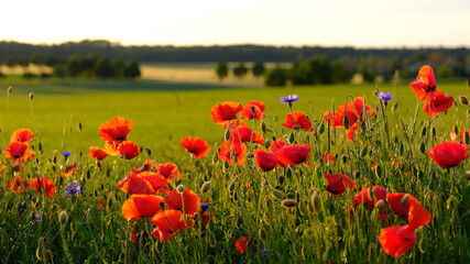 Mohnfeld Mohnwiese Klatschmohn Mohnblume Klatschrose