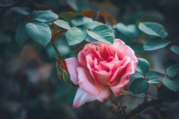 Hybrid tea rose with pink petals