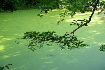 green tree in the park