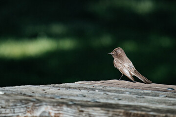 Black Phoebe