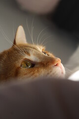 Close de um olhar extremamente expressivo de um lindo gato laranja. 