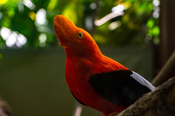 Un pájaro se posa en un árbol y observa