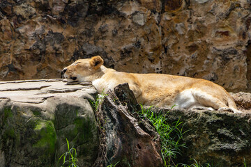 Una leona duerme profundamente en el zoo