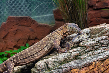 Una pareja de reptiles flirtean en el zoo