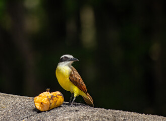 Pajaro