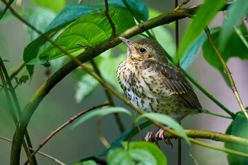 Song thrush juvenile on a branch (Turdus philomelos)	
