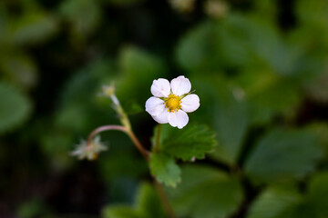 Summertime at the sea and the mountains 