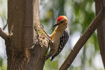 Woodpecker