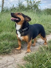 dog in grass