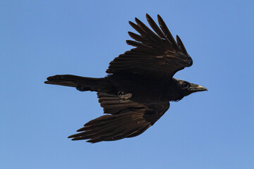 Crow