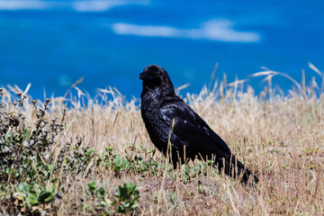 Crow