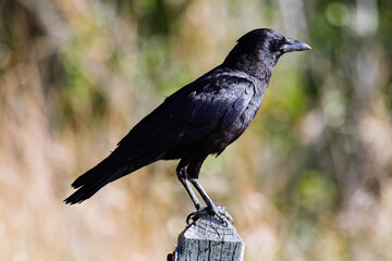 Crow