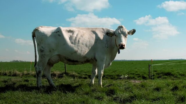 MS Cow mooing in pasture / Wyns, Friesland, Netherlands