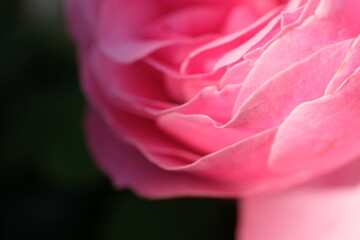 Englische Rose close up makro pink weich traumhaft wunderschön