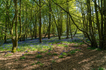 Low level view of Blue Bells in woods and woodland purple carpet of flowers in forest with dappled sunlight through branches