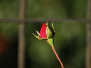 Small bud of a rose about to open in the garden of a house