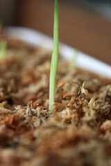 Closeup of healthy green bulb leaves and stalks in a pot surrounded by moss