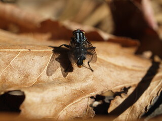 The shadow of the wing of this fly runs almost perfectly around the artery of this oak leaf.
