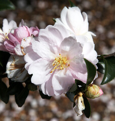 Beautiful pink and white Camellia flowers surrounded by green leaves
