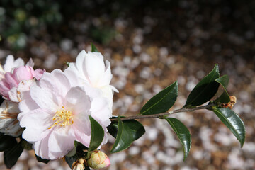 Beautiful pink and white Camellia flowers surrounded by green leaves