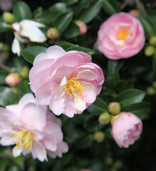Beautiful pink and white Camellia flowers surrounded by green leaves