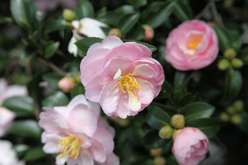 Naklejka na ściany i meble Beautiful pink and white Camellia flowers surrounded by green leaves