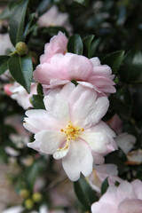 Beautiful pink and white Camellia flowers surrounded by green leaves