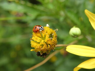 Harmonia axyridis eats a juicy aphid on a daisy flower about to explode.
