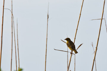 Female Village Weaver Bird In Wetland (Ploceus cucullatus), Mossel Bay, South Africa