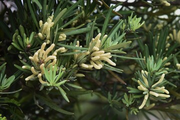 Naklejka na ściany i meble Podocarpus macrophyllus male flowers / Podocarpaceae evergreen coniferous tree.