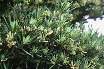 Podocarpus macrophyllus male flowers / Podocarpaceae evergreen coniferous tree.