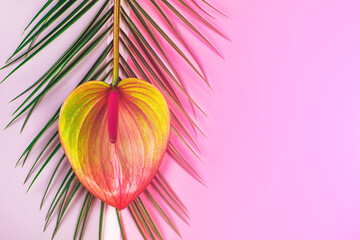 Beautiful anthurium flower and palm leaf on pink and grey background. Flat lay style, place for text.