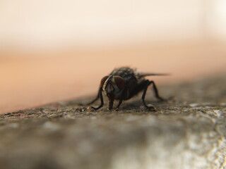 Sarcophaga crassipalpis