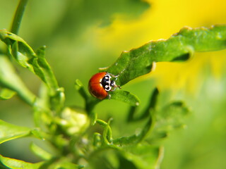 Cycloneda sanguinea scouring the green leaf of a daisy for aphids.