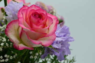 Obraz premium Rosen - Blüte