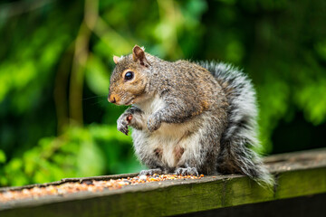 Naklejka na ściany i meble squirrel eating seed