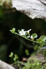 white flowers on a green background