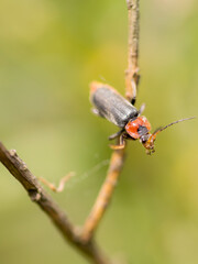 A Soldier Beetle (Cantharis Fusca) on a twig