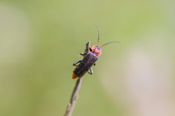 A Soldier Beetle (Cantharis Fusca) on a twig