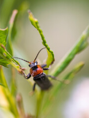 Fototapeta na wymiar A Soldier Beetle (Cantharis Fusca) on a twig