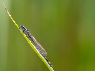 A Blue and Black Damselfly (Zygoptera)