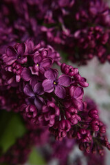A bouquet of lilacs. Close up. Beautiful violet flowers. Greeting card. Spring flowers.