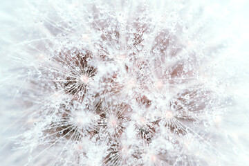 Dandelion fluff with drops of water. Macro photography, natural abstract defocused background