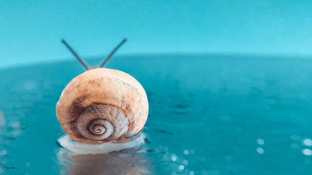 Macro Snail On Turquoise Color Water Defocussed Backdrop. Macro World. Mollusc Animal, Space For Text